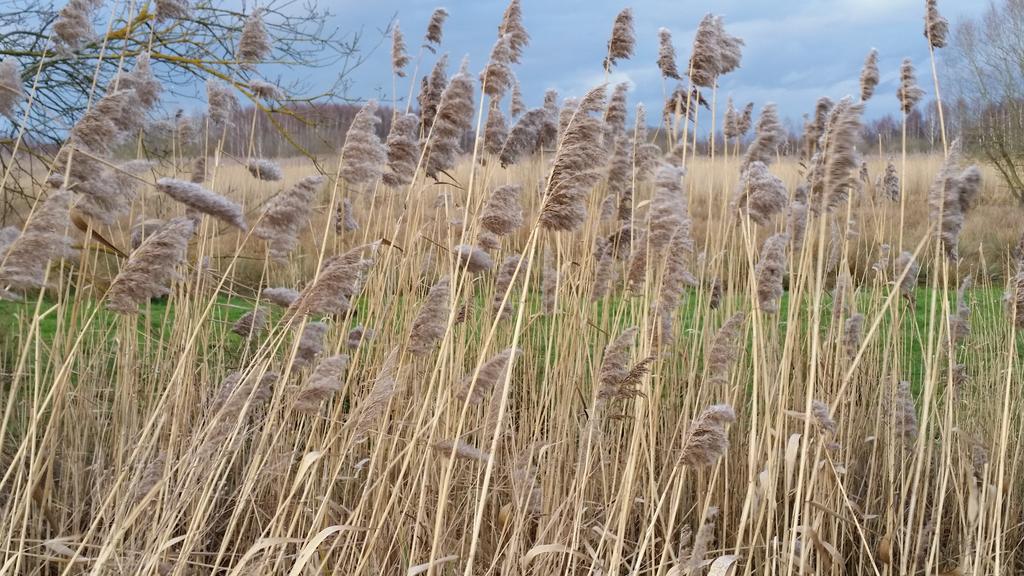 הוילה Hautrage Aux Charmes De La Campagne מראה חיצוני תמונה